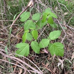Acer negundo (Box Elder) at Hackett, ACT - 28 Oct 2025 by waltraud