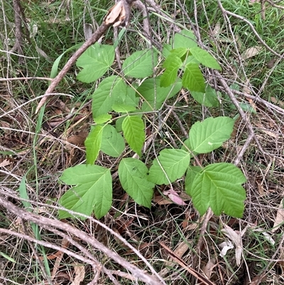 Acer negundo (Box Elder) at Hackett, ACT - 28 Oct 2025 by waltraud