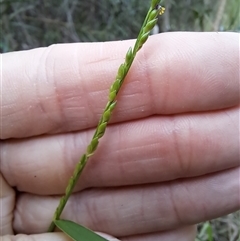 Entolasia stricta at Pappinbarra, NSW - 25 Oct 2025 by AngFrost