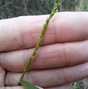 Entolasia stricta at Pappinbarra, NSW - 25 Oct 2025 by AngFrost