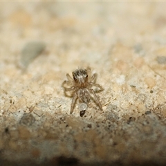 Unverified Jumping or peacock spider (Salticidae) at Campbelltown, NSW - 27 Oct 2025 by TeamMaratus