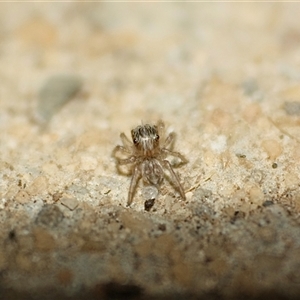 Unverified Jumping or peacock spider (Salticidae) at Campbelltown, NSW - 27 Oct 2025 by TeamMaratus