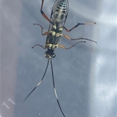 Xanthocryptus novozealandicus at Kangaroo Valley, NSW - 28 Oct 2025 by lbradley