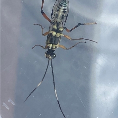 Xanthocryptus novozealandicus at Kangaroo Valley, NSW - 28 Oct 2025 by lbradley