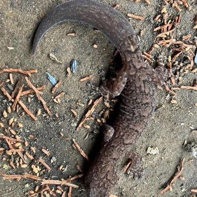 Christinus marmoratus (Southern Marbled Gecko) at Greenleigh, NSW - 29 Oct 2025 by Ajg2230
