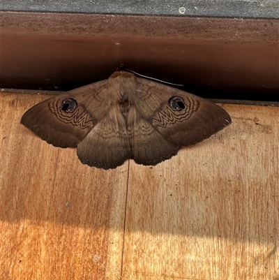 Dasypodia selenophora (Southern Old Lady Moth) at Kangaroo Valley, NSW - 27 Oct 2025 by lbradley