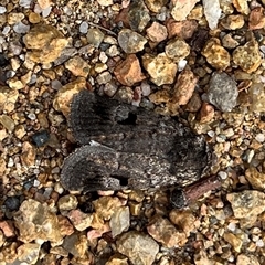 Thoracolopha verecunda (A Noctuid moth (Acronictinae)) at Gordon, ACT - 23 Oct 2025 by GG