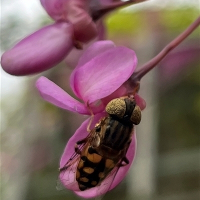 Eristalinus punctulatus (Golden Native Drone Fly) at Gordon, ACT - 12 Oct 2025 by GG