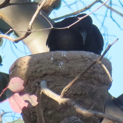 Corcorax melanorhamphos (White-winged Chough) at Symonston, ACT - 20 Oct 2025 by RobParnell