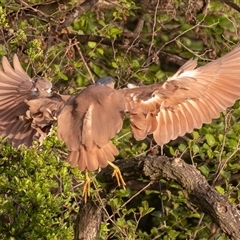 Nycticorax caledonicus (Nankeen Night-Heron) at Fyshwick, ACT - 24 Oct 2025 by rawshorty