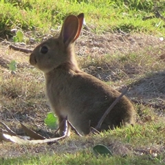 Oryctolagus cuniculus (European Rabbit) at Symonston, ACT - 20 Oct 2025 by RobParnell