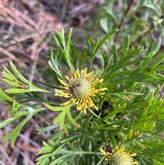 Unverified Plant at Leura, NSW - 18 Oct 2025 by GG