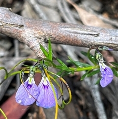 Unverified Plant at Leura, NSW - 18 Oct 2025 by GG