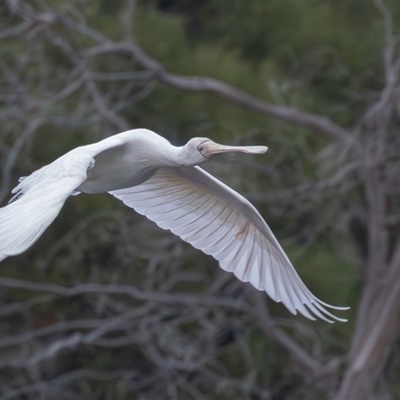 Platalea flavipes (Yellow-billed Spoonbill) at Fyshwick, ACT - 24 Oct 2025 by rawshorty