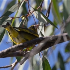 Chloris chloris at Fyshwick, ACT - 24 Oct 2025 by rawshorty