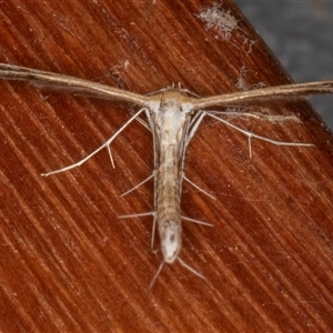 Stangeia xerodes at Symonston, ACT - 25 Oct 2025 by rawshorty