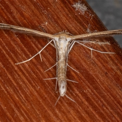 Stangeia xerodes at Symonston, ACT - 25 Oct 2025 by rawshorty