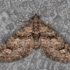 Phrissogonus laticostata (Apple Looper Moth) at Symonston, ACT - 25 Oct 2025 by rawshorty