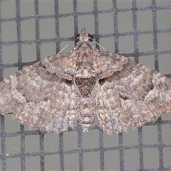 Phrissogonus laticostata (Apple Looper Moth) at Symonston, ACT - 25 Oct 2025 by rawshorty