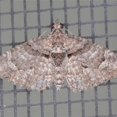 Phrissogonus laticostata (Apple Looper Moth) at Symonston, ACT - 25 Oct 2025 by rawshorty