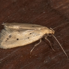 Atalopsis heniocha (A Concealer moth (Barea group) at Symonston, ACT - 25 Oct 2025 by rawshorty