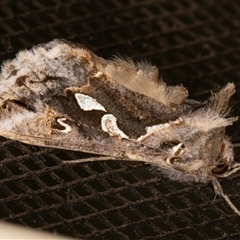 Chrysodeixis argentifera (Tobacco Looper) at Symonston, ACT - 26 Oct 2025 by rawshorty