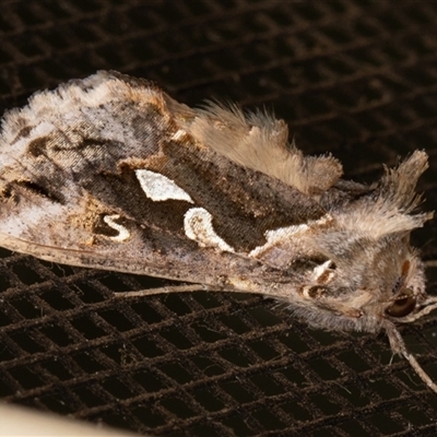Chrysodeixis argentifera (Tobacco Looper) at Symonston, ACT - 26 Oct 2025 by rawshorty