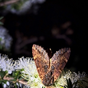 Sorama bicolor (Two-coloured Notodontid) at Acton, ACT - 28 Oct 2025 by LeahColebrook