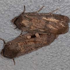 Agrotis infusa (Bogong Moth, Common Cutworm) at Symonston, ACT - 26 Oct 2025 by rawshorty