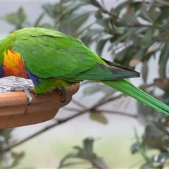 Trichoglossus moluccanus (Rainbow Lorikeet) at Symonston, ACT - 26 Oct 2025 by rawshorty