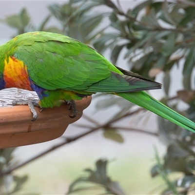 Trichoglossus moluccanus (Rainbow Lorikeet) at Symonston, ACT - 26 Oct 2025 by rawshorty