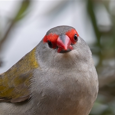 Neochmia temporalis (Red-browed Finch) at Symonston, ACT - 26 Oct 2025 by rawshorty