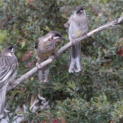 Anthochaera carunculata (Red Wattlebird) at Symonston, ACT - 27 Oct 2025 by rawshorty