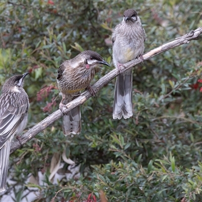 Anthochaera carunculata (Red Wattlebird) at Symonston, ACT - 27 Oct 2025 by rawshorty
