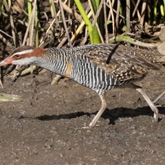 Gallirallus philippensis (Buff-banded Rail) at Kingston, ACT - 27 Oct 2025 by rawshorty