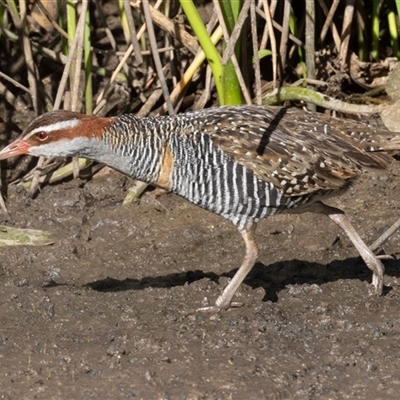 Gallirallus philippensis (Buff-banded Rail) at Kingston, ACT - 27 Oct 2025 by rawshorty