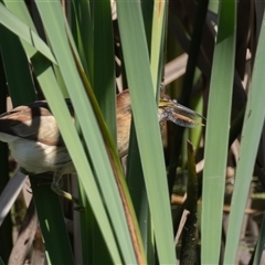 Ixobrychus dubius (Australian Little Bittern) at Fyshwick, ACT - 24 Oct 2025 by rawshorty