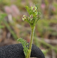 Daucus glochidiatus (Australian Carrot) at Belconnen, ACT - 28 Oct 2025 by sangio7