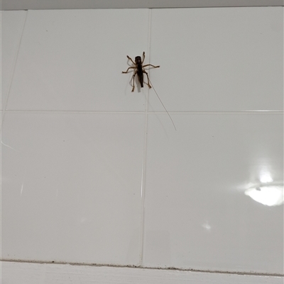 Gryllacrididae (family) (Wood, Raspy or Leaf Rolling Cricket) at Upper Barron, QLD - 29 Oct 2025 by Alfred