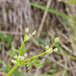 Daucus glochidiatus (Australian Carrot) at Whitlam, ACT - Yesterday by sangio7