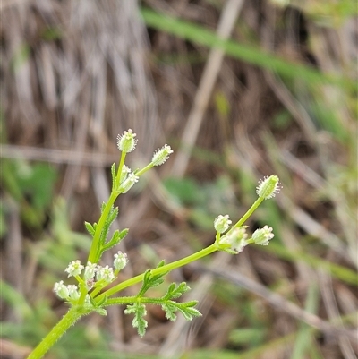 Daucus glochidiatus (Australian Carrot) at Whitlam, ACT - 28 Oct 2025 by sangio7