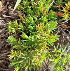 Acrotriche serrulata at Belconnen, ACT - 28 Oct 2025 by sangio7