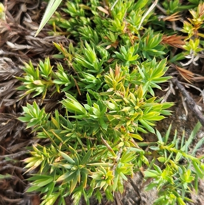 Acrotriche serrulata at Belconnen, ACT - 28 Oct 2025 by sangio7