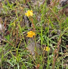 Hypericum gramineum (Small St Johns Wort) at Whitlam, ACT - 28 Oct 2025 by sangio7