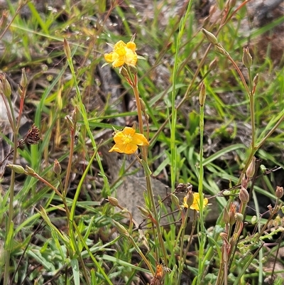 Hypericum gramineum (Small St Johns Wort) at Whitlam, ACT - 28 Oct 2025 by sangio7