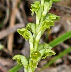 Microtis (genus) at Whitlam, ACT - 28 Oct 2025 by sangio7