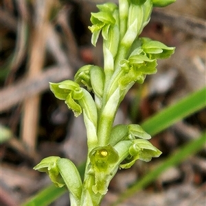 Microtis unifolia at Whitlam, ACT - 28 Oct 2025 by sangio7