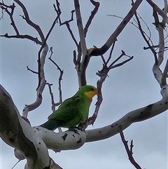 Polytelis swainsonii (Superb Parrot) at Whitlam, ACT - 29 Oct 2025 by Wolfdogg