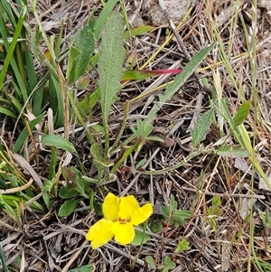Goodenia hederacea subsp. hederacea at Whitlam, ACT - Yesterday by sangio7