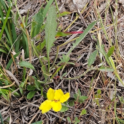 Goodenia hederacea subsp. hederacea (Ivy Goodenia, Forest Goodenia) at Whitlam, ACT - 28 Oct 2025 by sangio7